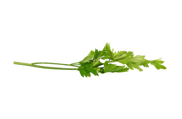 Italian parsley leaves isolated on  transprent  png
