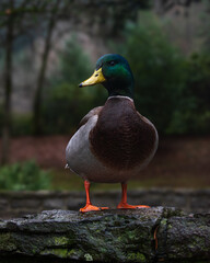 Mallard Duck