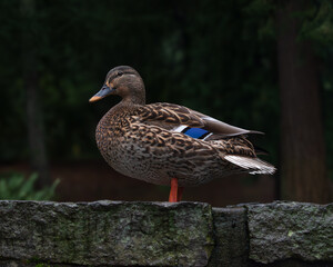 Mallard Duck