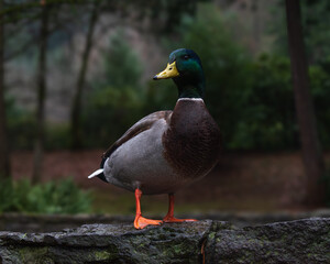 Mallard Duck