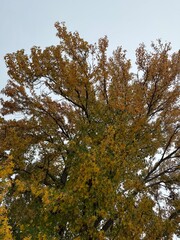 Obraz premium Fall leaves on a tree