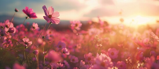 Beautiful Cosmos Flowers Blooming In Garden Scenic Cosmos Flower Field Landscape At Sunset Pink Cosmos Flower Blooming In The Field Selective Focus