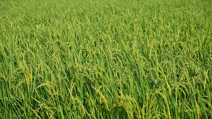  Green rice ears blooming in the fields