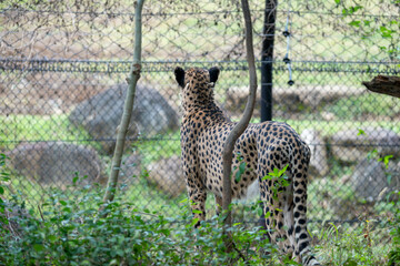 美しいチーターの後ろ姿