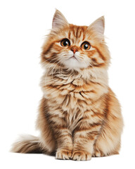 Obraz premium PNG Fluffy orange Persian cat sitting and looking up