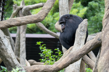 木の上で考え込むチンパンジーの横顔