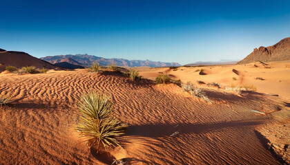 Close-Up of a Desert Landscape