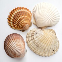 Beautiful sea shells of common cockle isolated on a white background. Cerastoderma edule. Decorative ribbed oval seashells of edible saltwater clams.