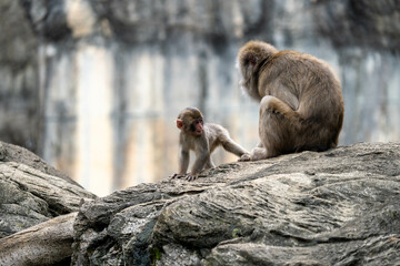 微笑ましいニホンザルの親子