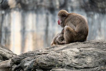 微笑ましいニホンザルの親子