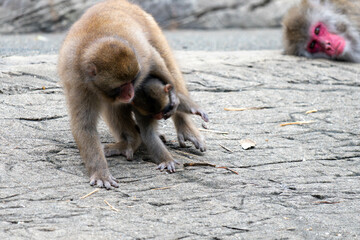 赤ちゃんのニホンザルを抱っこするお母さん
