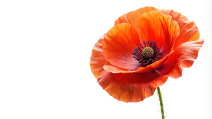 Obraz premium Beautiful poppy flower isolated on white background, poppy, flower, isolated, white background, red, vibrant, delicate, nature
