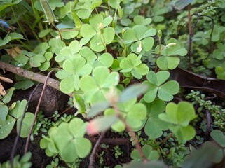 Oxalis acetosella, the wood sorrel or common wood sorrel, is a rhizomatous flowering plant in the family Oxalidaceae, common in most of Europe and parts of Asia. 