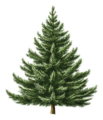 Fototapeta premium PNG Green fir tree illustration on a white background