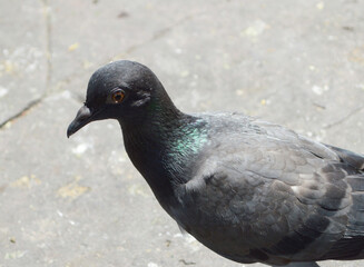 a closeup of a pigeon on the street