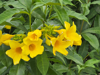 close up view of beautiful yellow color Allamanda cathartica flowers in the garden
