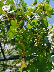 green grape plants on the fence of the yard