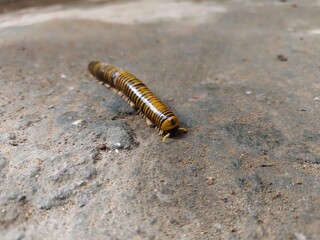 Millipede caterpillars walk on the ground