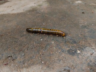 Millipede caterpillars walk on the ground