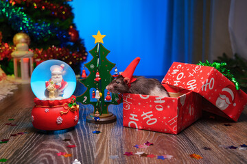 Adorable Cute Pet Rat Wearing a Tiny Santa Claus Hat Peeking Out of Christmas Gift Box Beside Festive Christmas Tree. Perfect Scene for Merry Christmas and Happy New Year Holiday Greetings. Glass ball