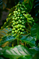 Green coffee beans on the branch. Closeup of coffee on a crowded branch.