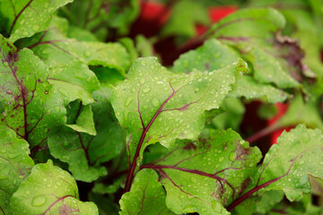 Green beet leaves with raindrops close-up