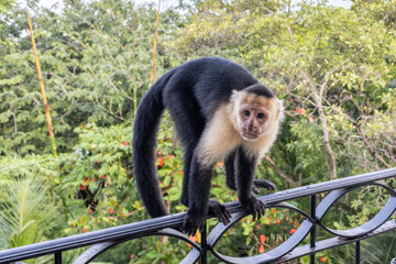 White Face Capuchin Monkey