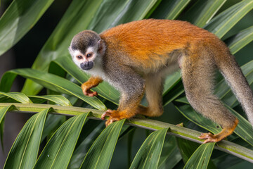 Titi Monkey