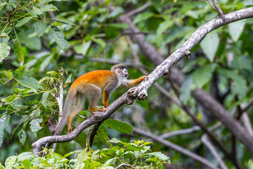 Titi Monkey