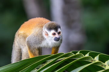Titi Monkey