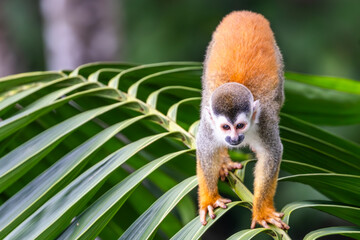 Titi Monkey