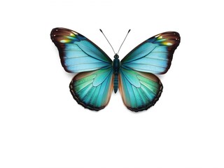 Obraz premium Delicate wings of a butterfly in shades of blue and green on a pristine white background, flying insect, white background