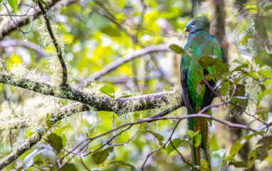 Closeup of a resplendent quetzal perched in a tree.