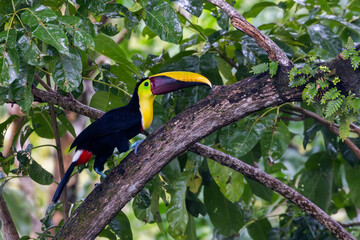 Yellow Throated Toucan