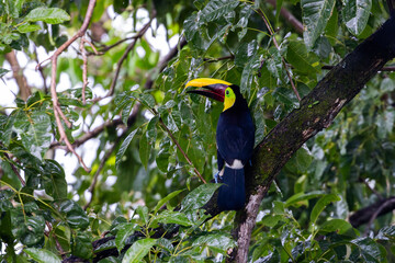 Yellow Throated Toucan