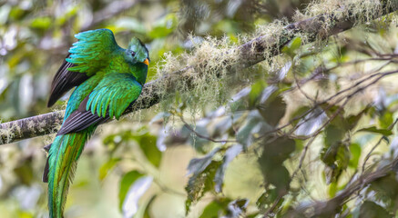 Closeup of a resplendent quetzal preparing to take off from a tree branch.