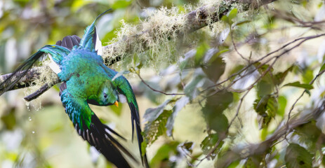 Fototapeta premium Closeup of a resplendent quetzal taking off from a tree branch.
