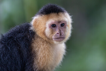 White Face Capuchin Monkey