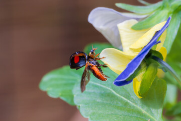 ビオラの花から飛び立つテントウムシ（ナミテントウ）