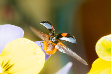 ビオラの花から飛び立つテントウムシ（ナミテントウ）
