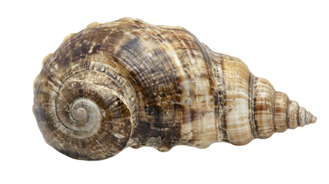 Seashells transparent background