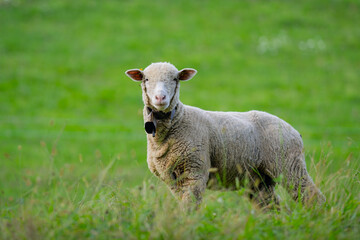 Obraz premium The sheep in the meadows. Small flock of sheep in Swiss Alps. Sheep pasture on an farm, close up. Sheeps eating grass on a field. Sheep grazing in an alpine meadow.