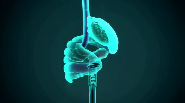 3D Render of Human Digestive System: Stomach, Duodenum, and Pancreas