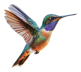 Obraz premium PNG Vibrant hummingbird hovering in a natural setting