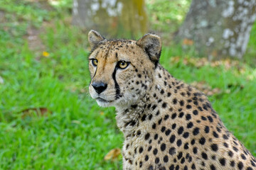 Cheetah