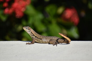 Curly-Tailed Lizard