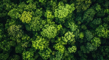 Naklejka premium Sustainability net zero carbon negative forest nature Biodiversity Diversity