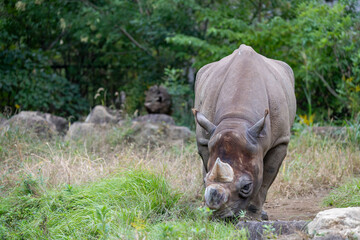 迫力あるヒガシクロサイ