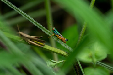 grasshopper on the grass