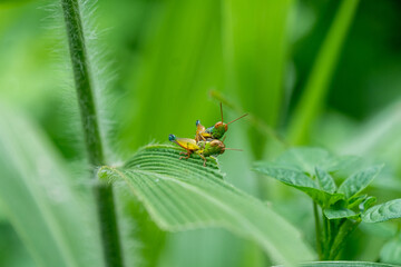 two grasshopper on a leaf